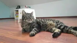 La Gata Heroina