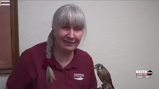 Black Hills Raptor Center continues work to educate public on native plants and animals