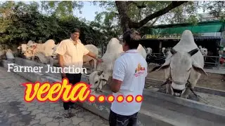 About veera DVR Memorial Bull's Kanuru penamaluru mandalam Vijayawada.....