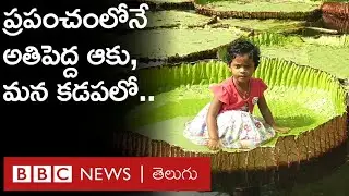 Giant Lily: ఈ ఒక్కో ఆకు 40 కేజీల బరువుంటుంది, 50 కేజీల వ్యక్తిని మోయగలుగుతుంది | BBC Telugu