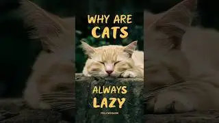 Is it normal for a cat to have a lazy day #catvideos #kitten #catlover @lazykitty9704