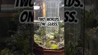 Why paludariums feel alive. Land and water in One.  #naturelovers #nature #terrarium #mossarium