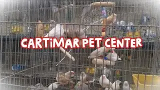 Cartimar Pet Center 2026 #lovebirds #cockatiel #zebrafinches #canary #diamonddove 