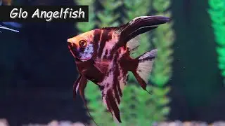Glo Angelfish X Marble Angelfish Tank Mates