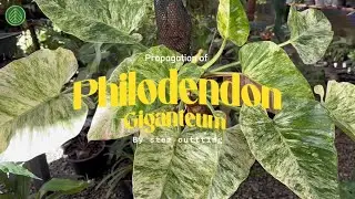 Propagation of Philodendron Giganteum by stem cuttings.