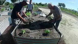 Planting Our Chef's Garden Bed   Community Garden Update