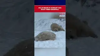 Polar Bears In Hungary Zoo Enjoy A Winter Playground Following Fresh Snowfall #shorts