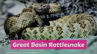 Great Basin Rattlesnake (Crotalus oreganus lutosus)