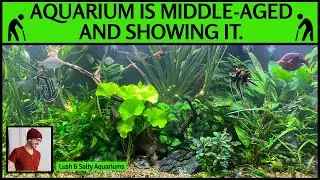Aquarium Showing Signs of Middle Age -Now what?