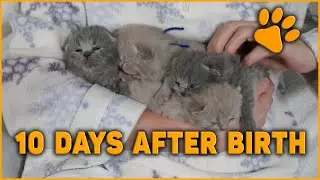 🌺 10 Days after Birth | Too Cute British Shorthair Kittens Lilac and Blue ~ Human Hangout!