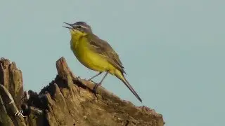 Wiesenschafstelze (Motacilla flava)