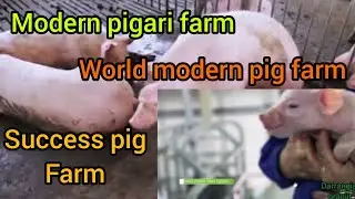modern pig farm in CHINA'S
