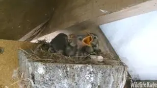 Pied wagtail chicks 21st July 2