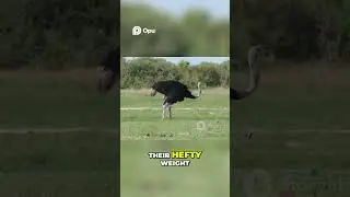 Ostrich Survival Secrets  Towering Stature & Powerful Kick!