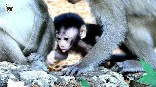 How Adorable Newborn Dax Learn Walking-Adult Spring Teaching Newborn Dax