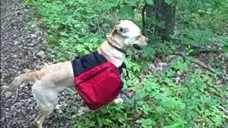 Animals on the Appalachian Trail (Hiking tips Pt. 16)