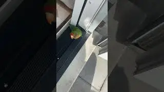 #funny chilling whit LOVEBIRD