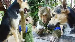 Is OK ! Phao Angry SokYaa Allow Chicken Run Away, Best Video