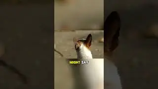 Dog Behavior Mystery 🐶 Why Dogs Avoid Eye Contact