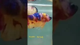 koi Candy