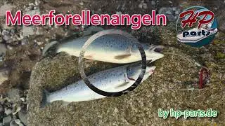 Meerforellen Angeln mit hp-parts