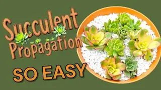 How to Propagate Succulents from Cuttings ~Easy Beginner Method