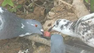 Pigeons drinking leaking water (Calpe, Spain)