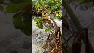 Flores - river in the jungle 🌾 #shorts  #green #travel #nature #funny #adventure #cute #azores