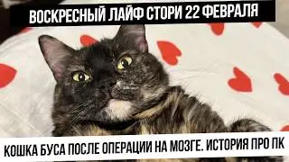 Воскресный лайф стори 22 февраля. Удалили рак мозга у кошки. Реабилитация. История про ПК