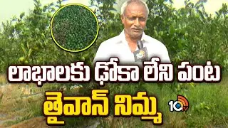 లాభాలకు ఢోకా లేని పంట తైవాన్ నిమ్మ | Profits With Taiwan Lemon Cultivation | Matti Manishi | 10TV
