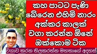එහිමි නාරං වගාවක් පටන් ගනිමු | Mandarin cultivation Sri Lanka | Naran Wagawa