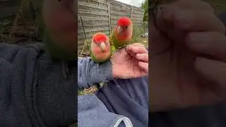 Love birds #inseparable