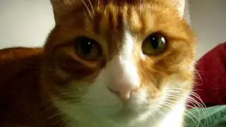Stig von Katz just looking