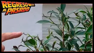 FUERTE Plaga de TRIPS en Ficus