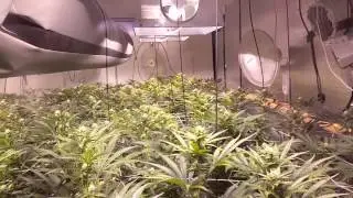 6k watt medical cookies garden
