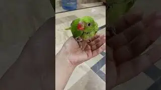 cute toto grow fast 😍😍 green ringneck baby parrot🦜#subscribe #shortsfeed