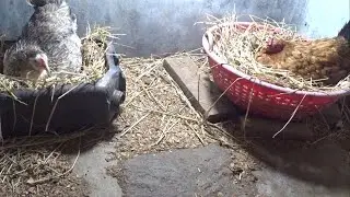Two Broody Hen Hatching Duck's Egg at a Time in My Home