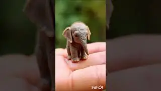 Before VS After Animal
