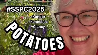 Potatoes #SSPC2025 Kondor, Clancy from Actual Seed, Kennebec's  & an Unwanted Visitor ~Episode 68