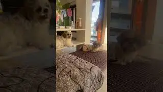 We Always Fight 