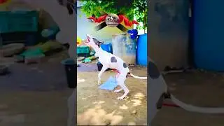 Kolhapur dog race 🚀😱 || kolhapur dog racing / dog race maharashtra || #shorts #arfyads
