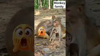 monkey shorts video  #funny #comedy #monkey#banders #Rushda hayat