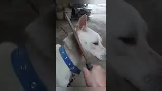 Funniest Fun New Comedy Video 2025Amazing
