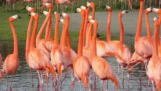 Caribbean flamingo courtship
