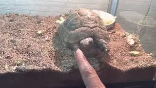 Donatello the turtle 🐢 is angry