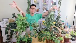 我目前有的類黃金葛家族們