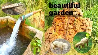 guava  in india Garden || India Village #india #animals #tiktok #indonesia #viral