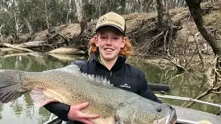 Murray Cod 98cm Deniliquin on the Edward River, surface action