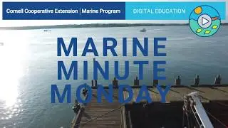 Cornell Marine's Marine Minute Monday on Coastal Plants