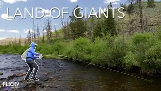 GIANT Brown Trout Swim Here - And I'll Catch Them